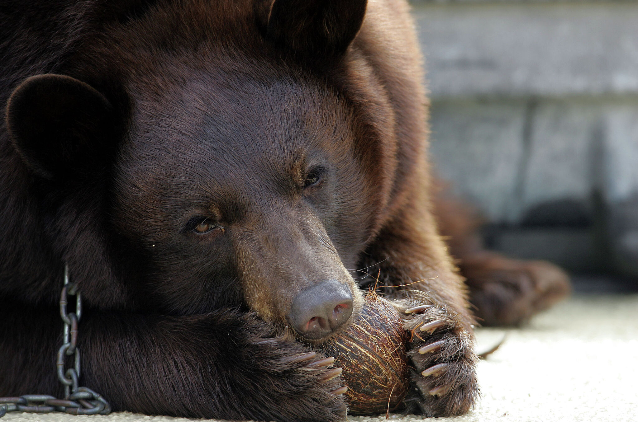 Bear Foundation :: Baylor University