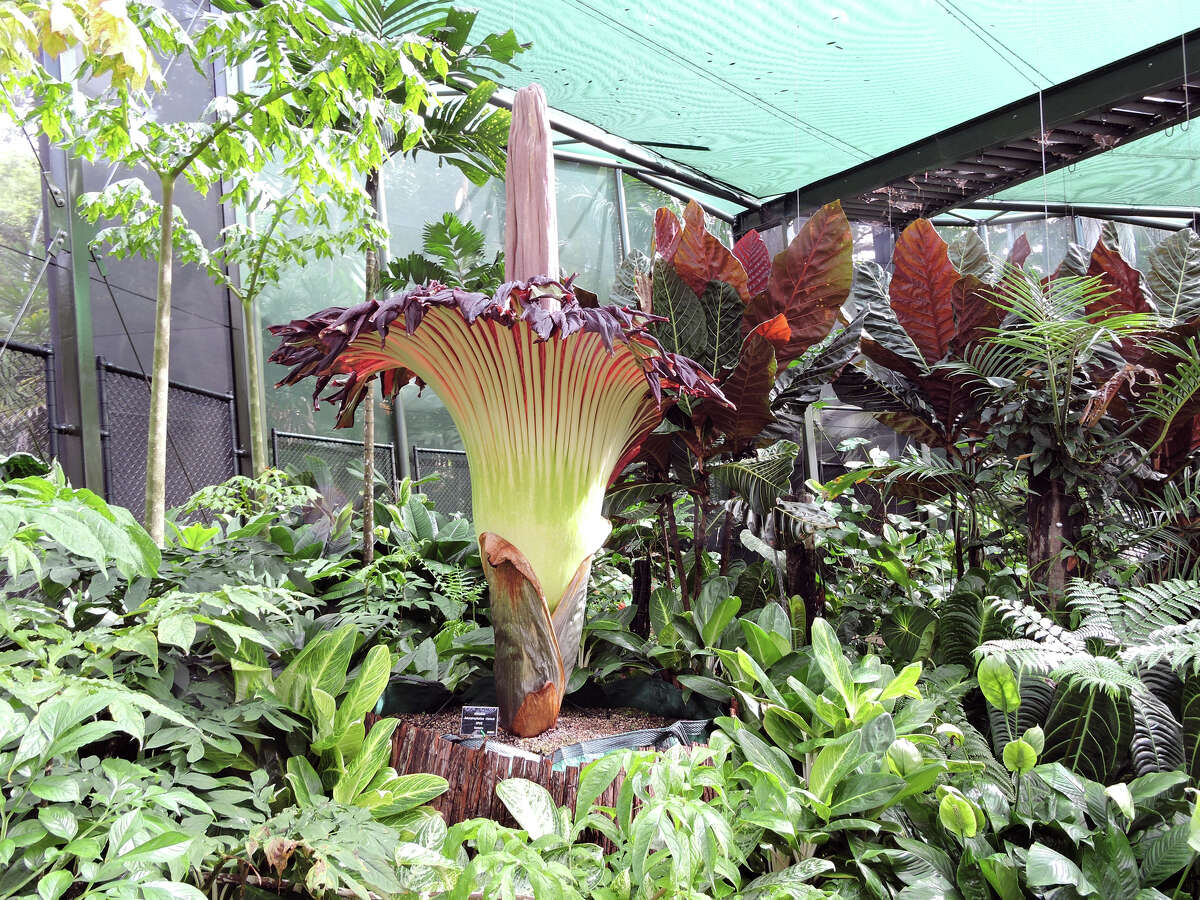 On Monday, the San Antonio Zoo posted an update on its Facebook page about La Llorona, a corpse flower maintained on the zoo grounds. While the flower bloom was not "fully successful" the zoo seems to be taking "life lessons" from the event.