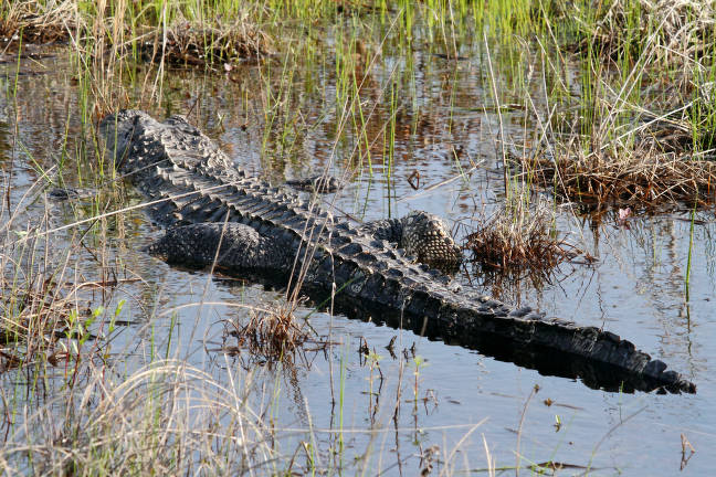 Alligator hunt in Kalamazoo River known as off close to Michigan faculty