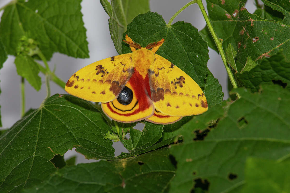 Why do moths fly around street lamps and lights at night?
