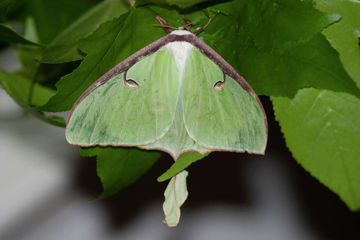 Why do moths fly around street lamps and lights at night?