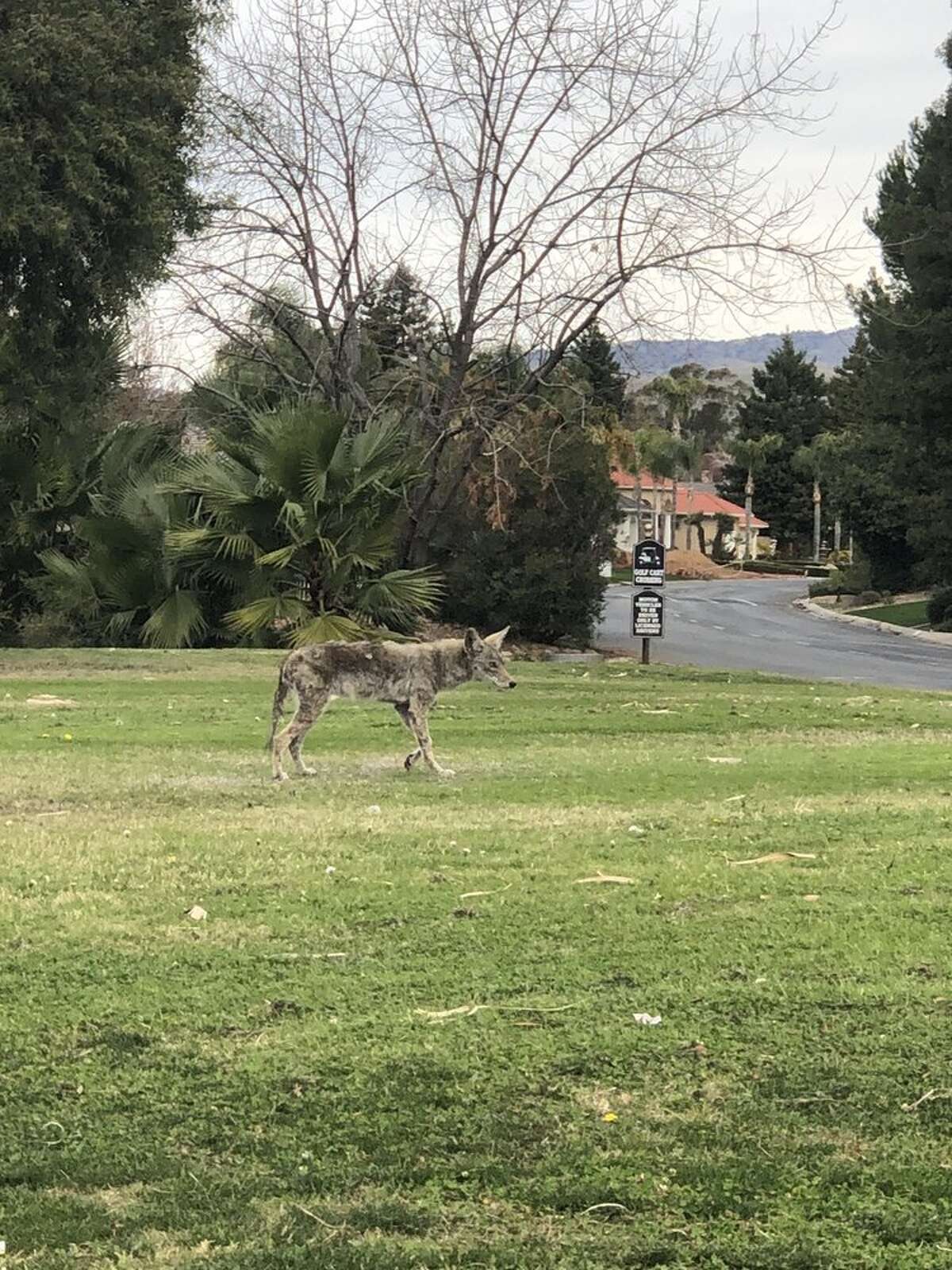 Storied Rio Bravo Country Club is for sale for cheap
