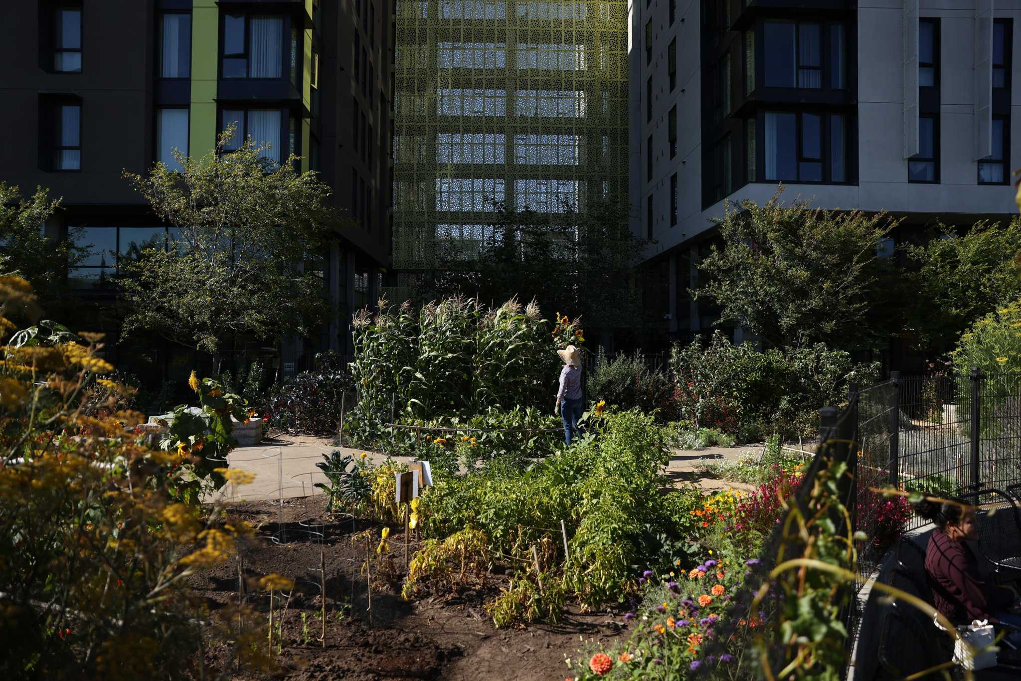 S.F.'s Mission District has had 649 affordable homes open in two years. Is it having an impact? - Vimarsana News