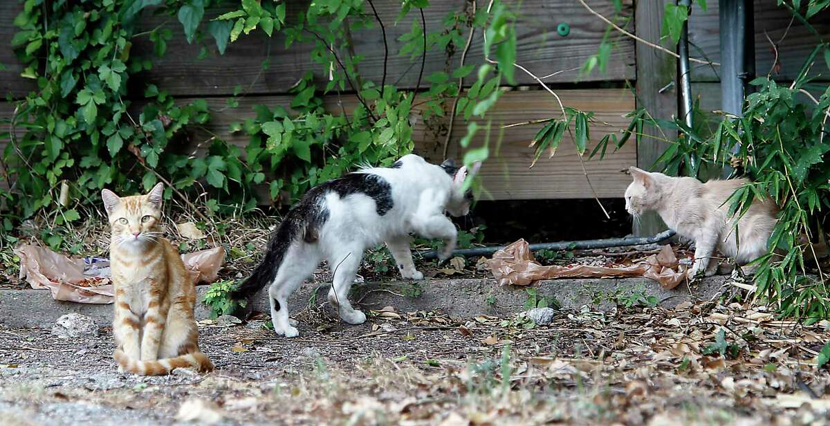 Feral cats have taken over columnist Joy Sewing's neighborhood. What would you do in this situation?
