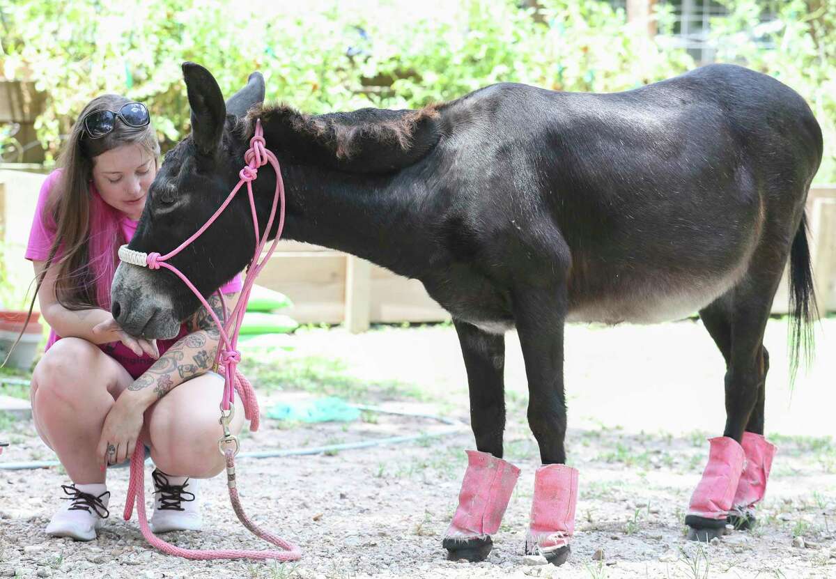 2 dudes 1 horse