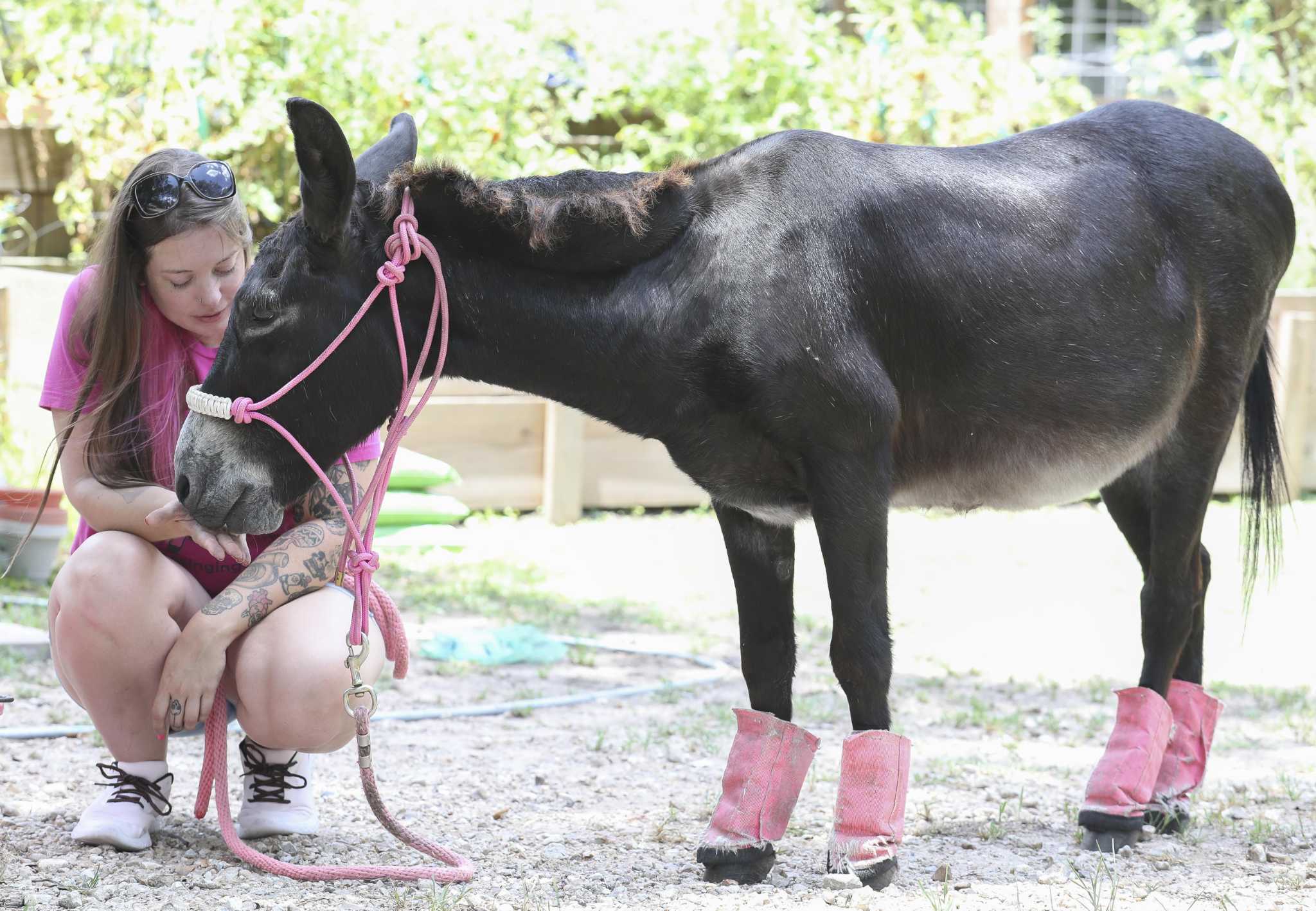 Monte the famous TikTok donkey sings to his mom in Texas