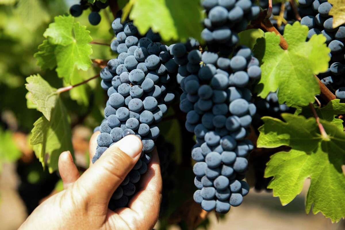 Cabernet Sauvignon grapes approach ripeness in Oakville.