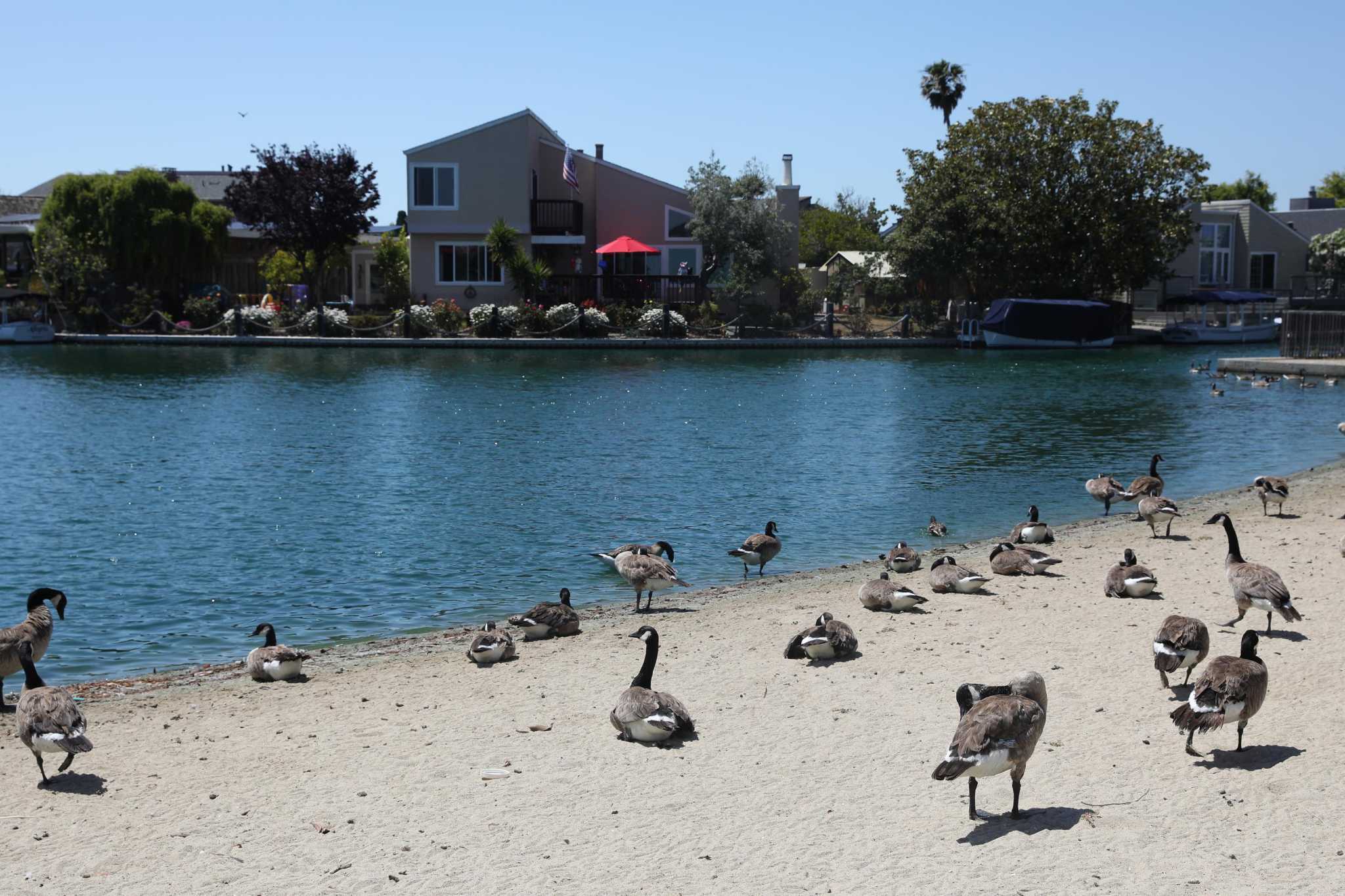 Foster City's plan to kill more than 100 geese, potentially by spinal disclocation, is moving forward - Vimarsana News