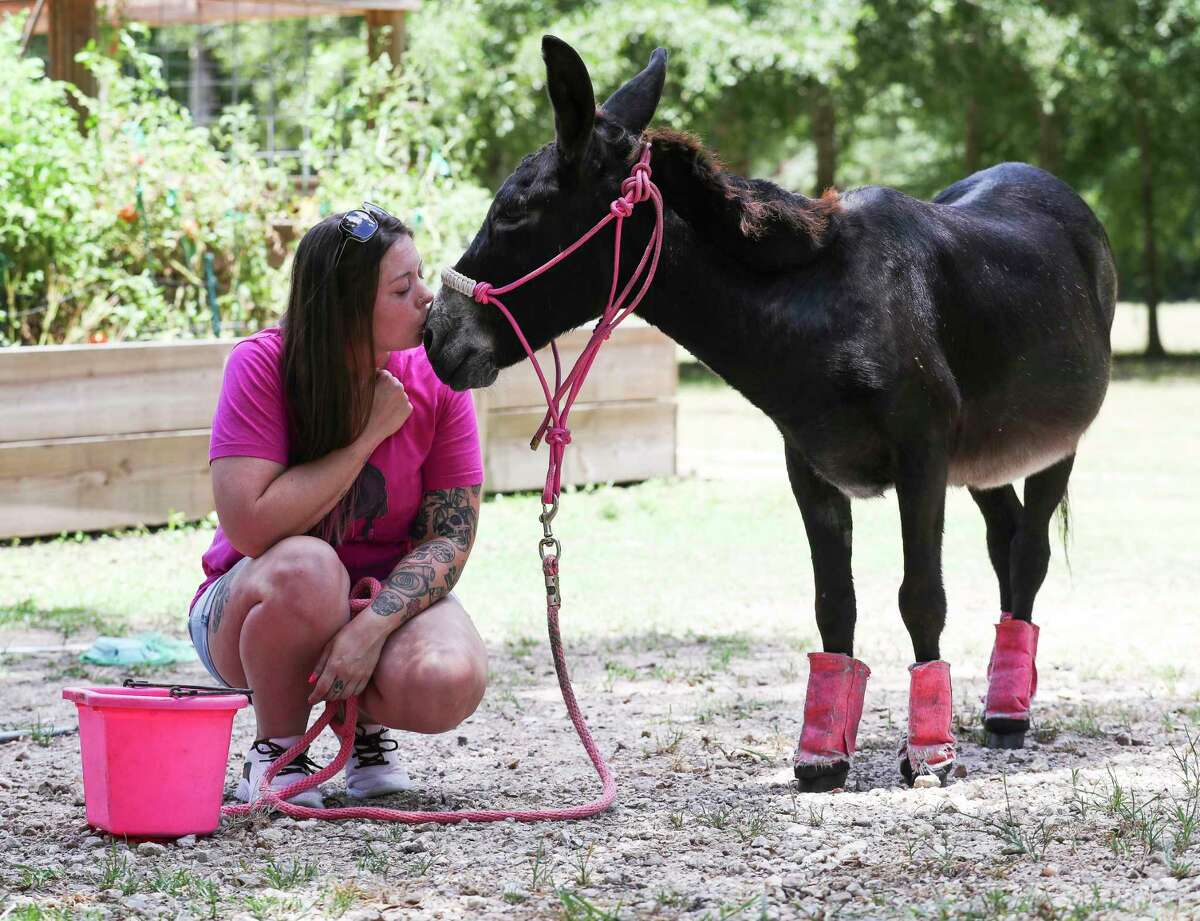 Monte the famous TikTok donkey sings to his mom in Texas