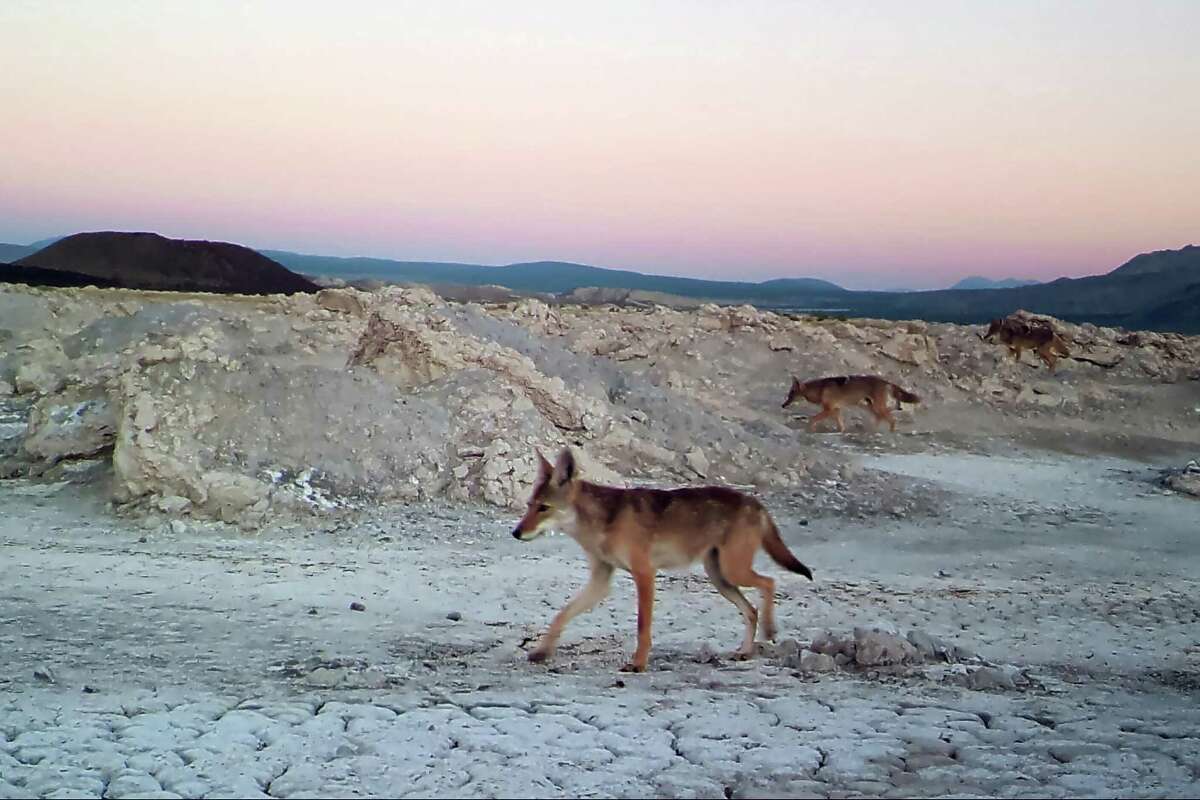 A pack of coyotes are seen in an image captured from a trail camera on July 28, 2015 as wild canines crossed a landbridge formed when water levels dropped at Mono Lake. Researchers are concerned again this year that, because of low lake levels, coyotes will reach islands where birds nest.