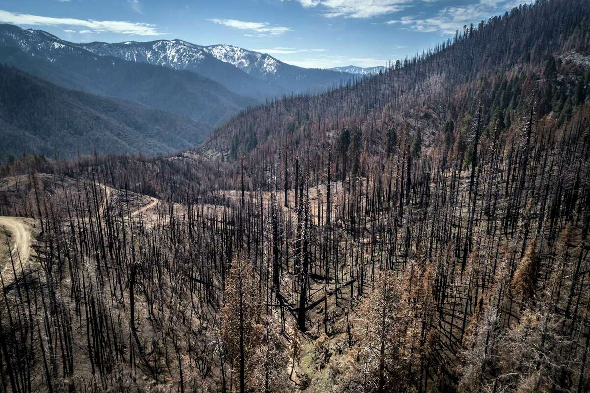 A burned hillside where crews for the state of California are planting seedlings, including giant sequoias, in Mountain Home State Demonstration Forest outside Springville (Tulare County).
