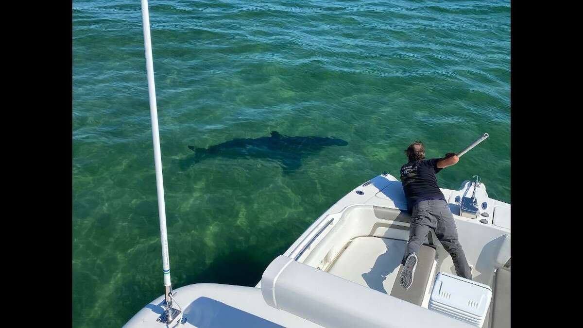 Jeff Sutch, director of photography, films a great white shark near Chatham, Mass.