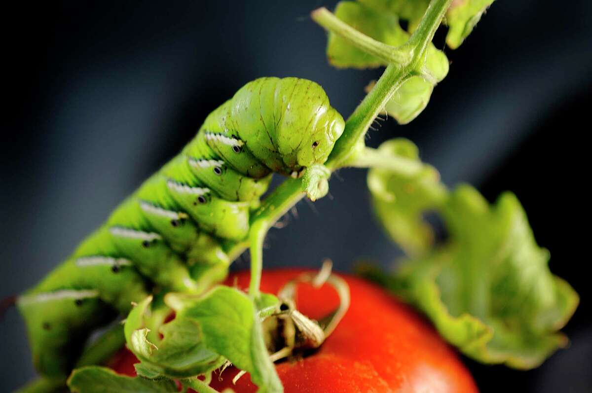 Tomato hornworms, caterpillars the size of a human finger, will strip leaves off tomato plants and pentas quickly. 