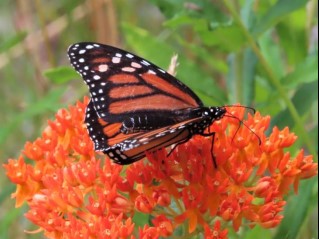 Butterfly stroll set for Sunday at McLean Nature Protect