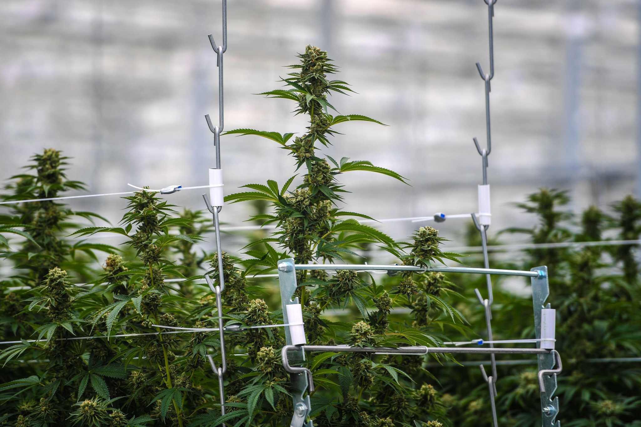 Who will be the first CT marijuana growers? A clearer picture begins to emerge - Vimarsana News