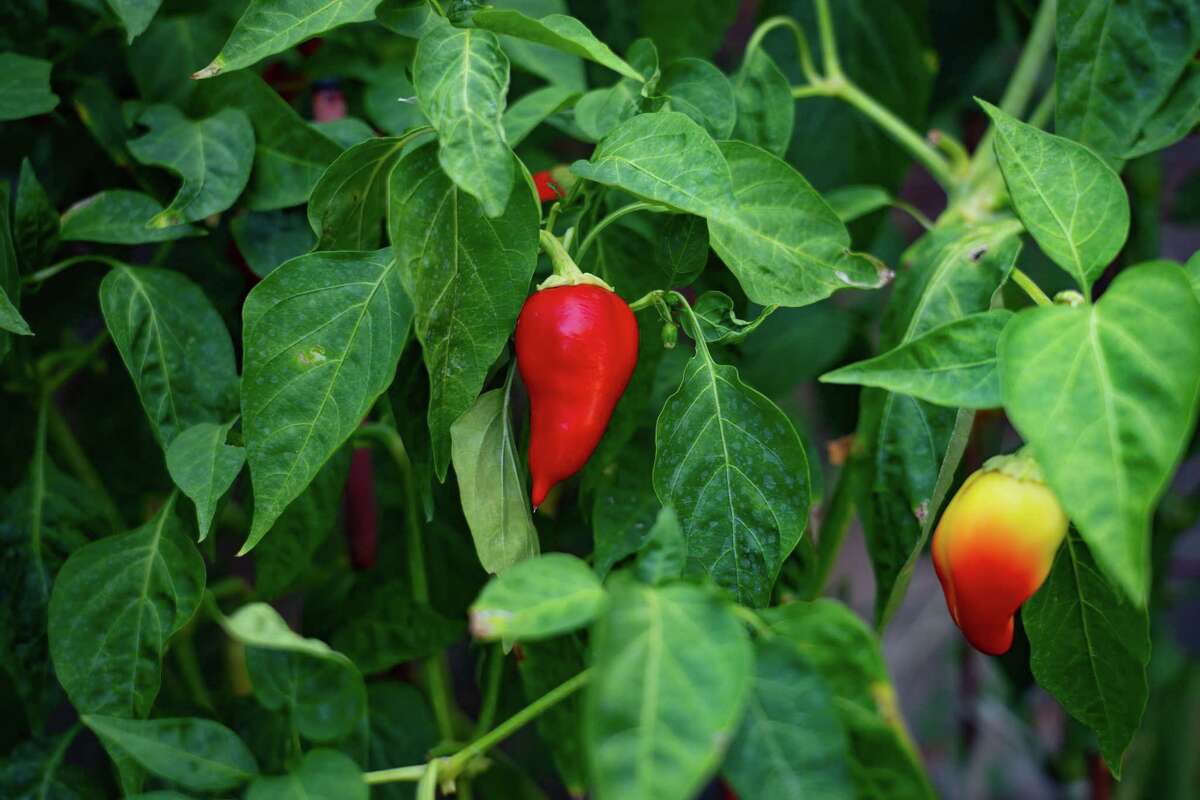 Peppers grow in the garden of Maria Cabanillas and Kris Griffith, Wednesday, July 20, 2022, in Houston. The garden is irrigated with rain water that is collected into large tanks from the roof of the house.