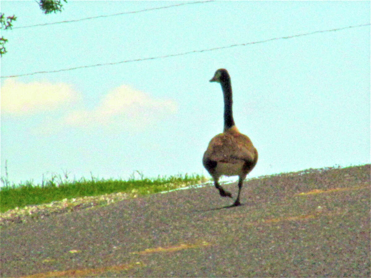 A goose strolls up a hill on  Roodhouse Blacktop in Greene County.