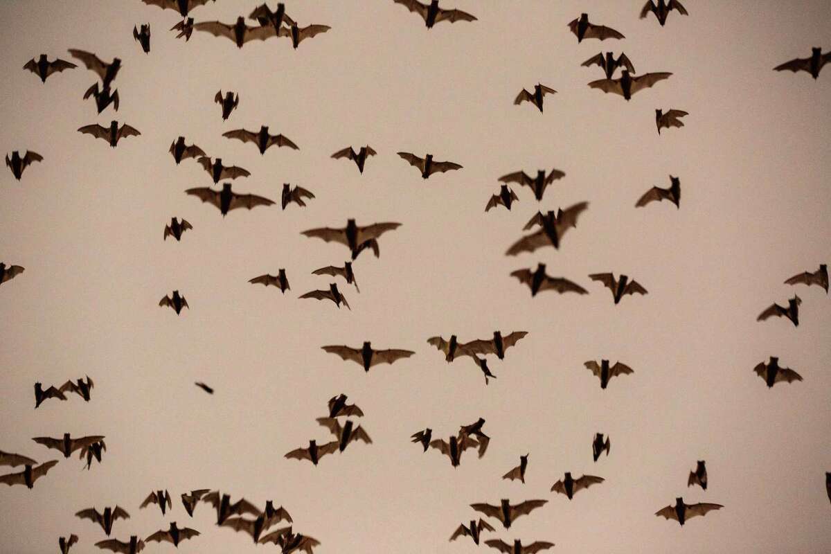 A colony of Mexican free-tailed bats exit their shelter at sunset on Oct. 27, 2021, in Huntsville. The bats have taken yp residence in an old cotton warehouse next to the Huntsville “Walls” Unit along Avenue I.