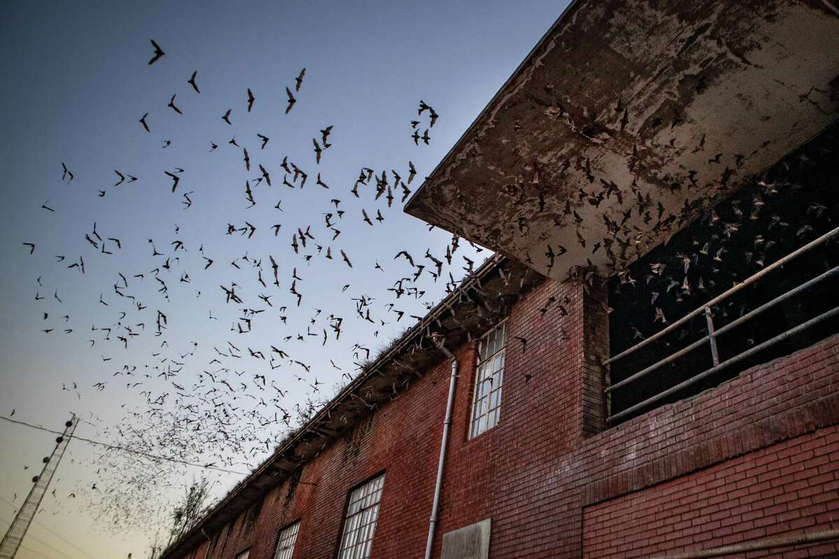 At the debut of a brand new Texas ballpark, the cracks of bats echo through  empty stands - WSVN 7News, Miami News, Weather, Sports