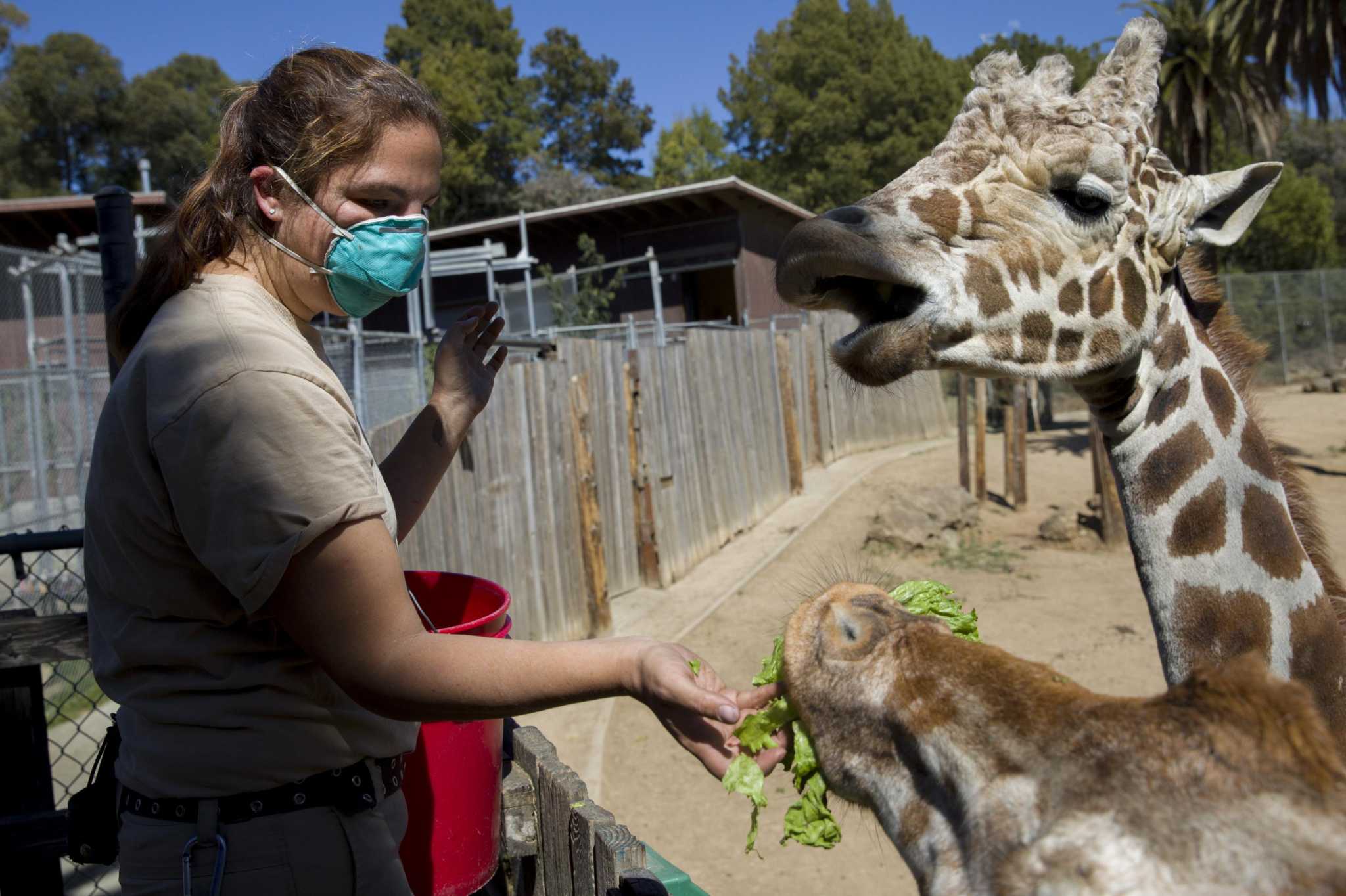 Elephants, lions and bears want your tax dollars: Oakland zoo begs voters for funds after tough pandemic years - Vimarsana News