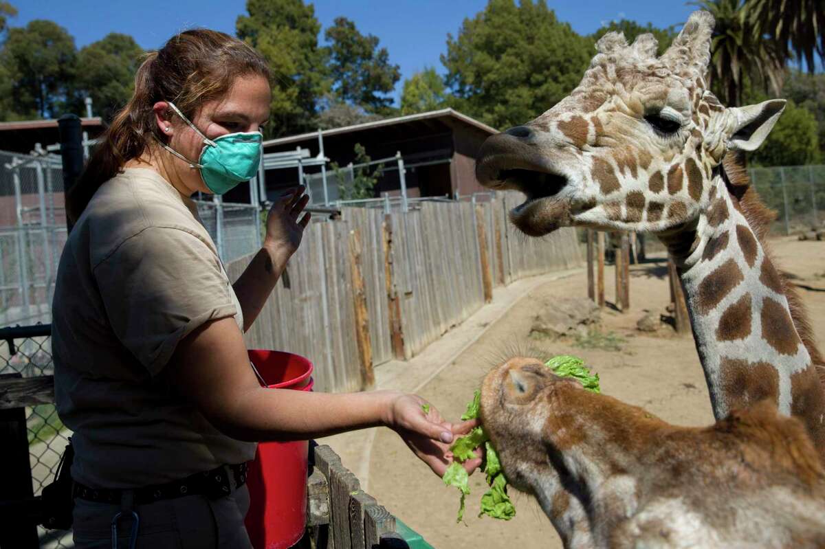 Senior zookeeper Leslie Reo feeds giraffes leftover greenery at the Oakland Zoo in 2020.