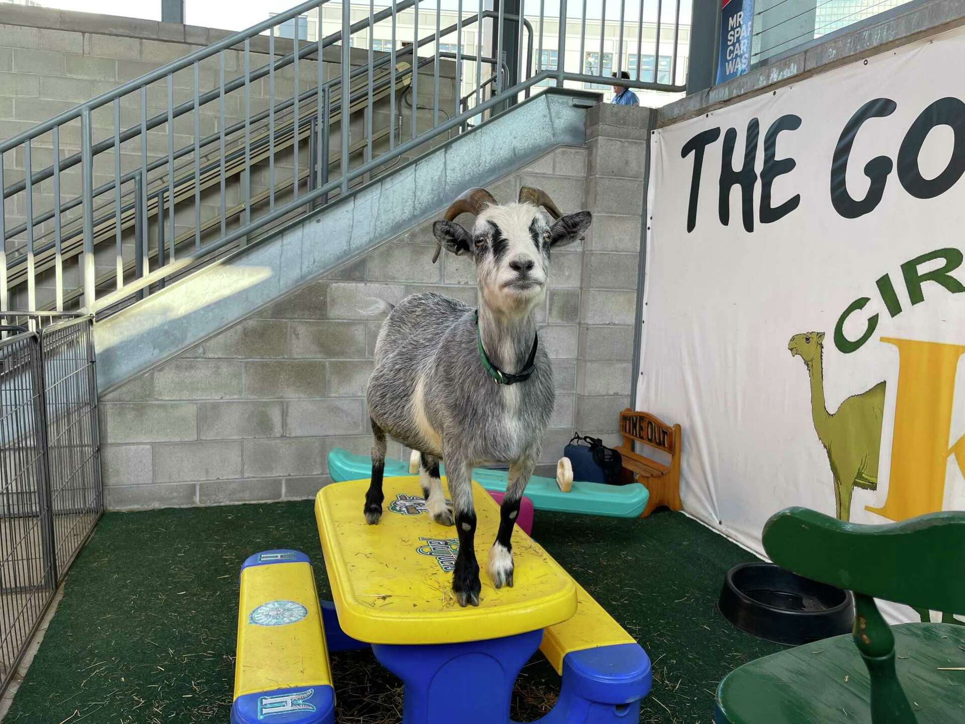 Hartford Leaf Peepers? Yard Goats announce new identities for 2025