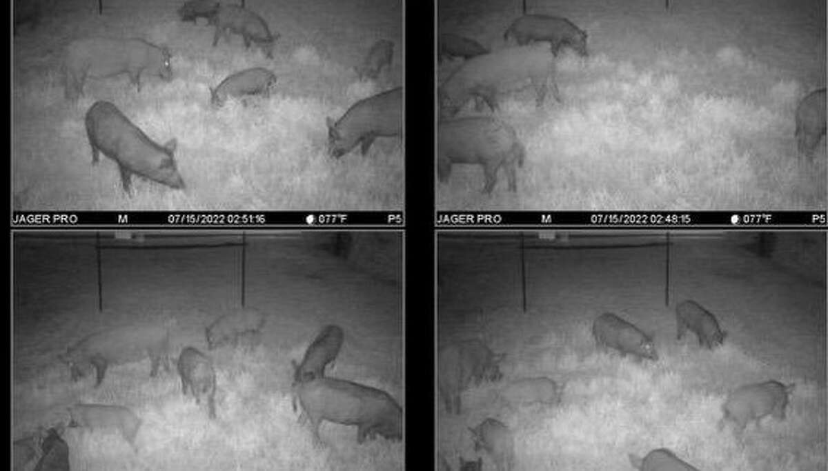 Feral hogs caught on a night camera by a trapper hired by residents to relocate the hogs. 