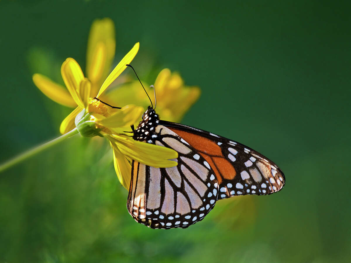 On Thursday, the International Union for Conservation of Nature (IUCN) announced that the migratory monarch butterfly had entered the IUCN Red List of Threatened Species as Endangered.