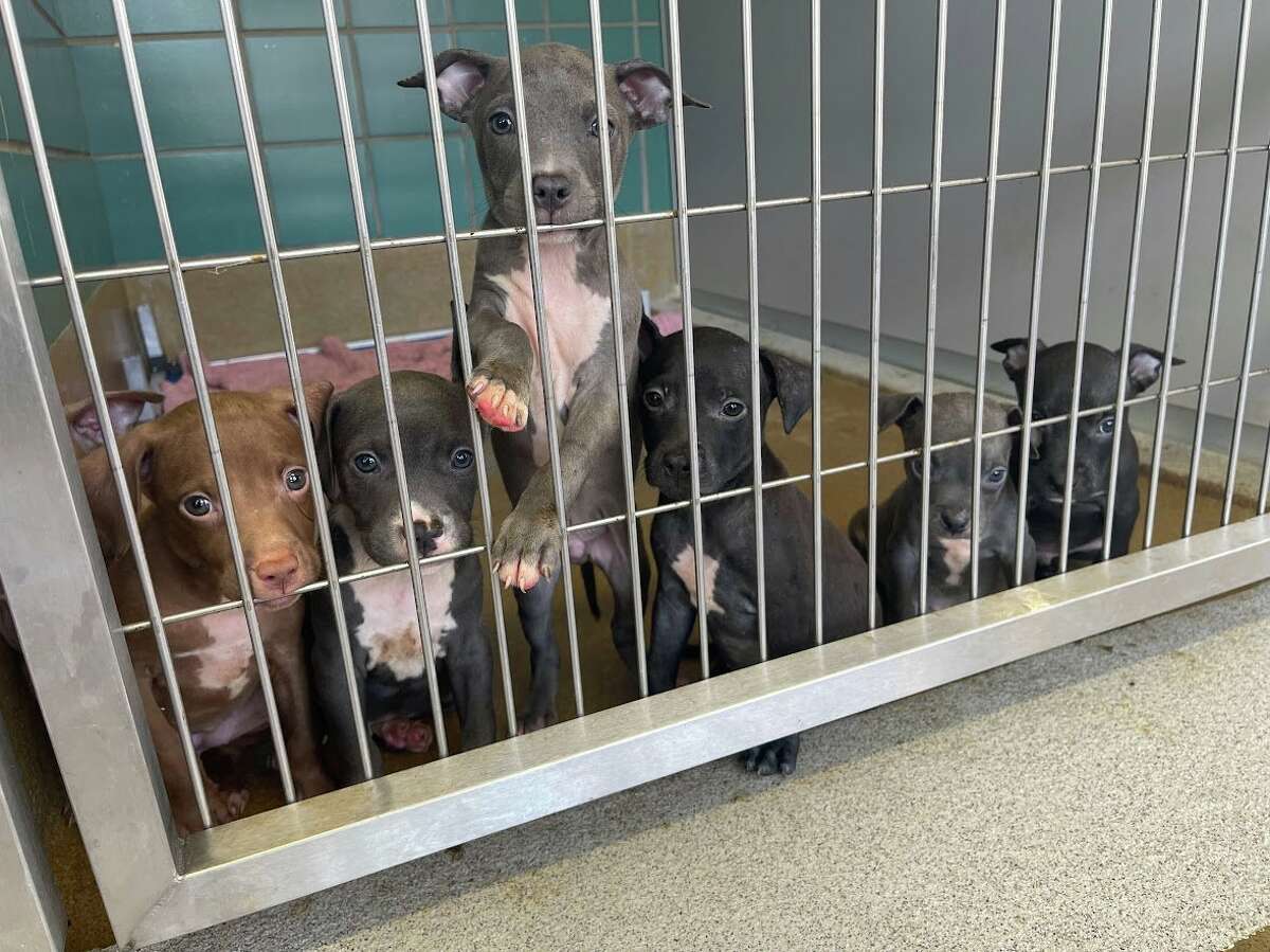 San Antonio Pets Alive, the rescue partner of Animal Care Services, is calling on residents to open their homes to foster pets or forever friends in an effort to save the dogs and cats from euthanasia. 
