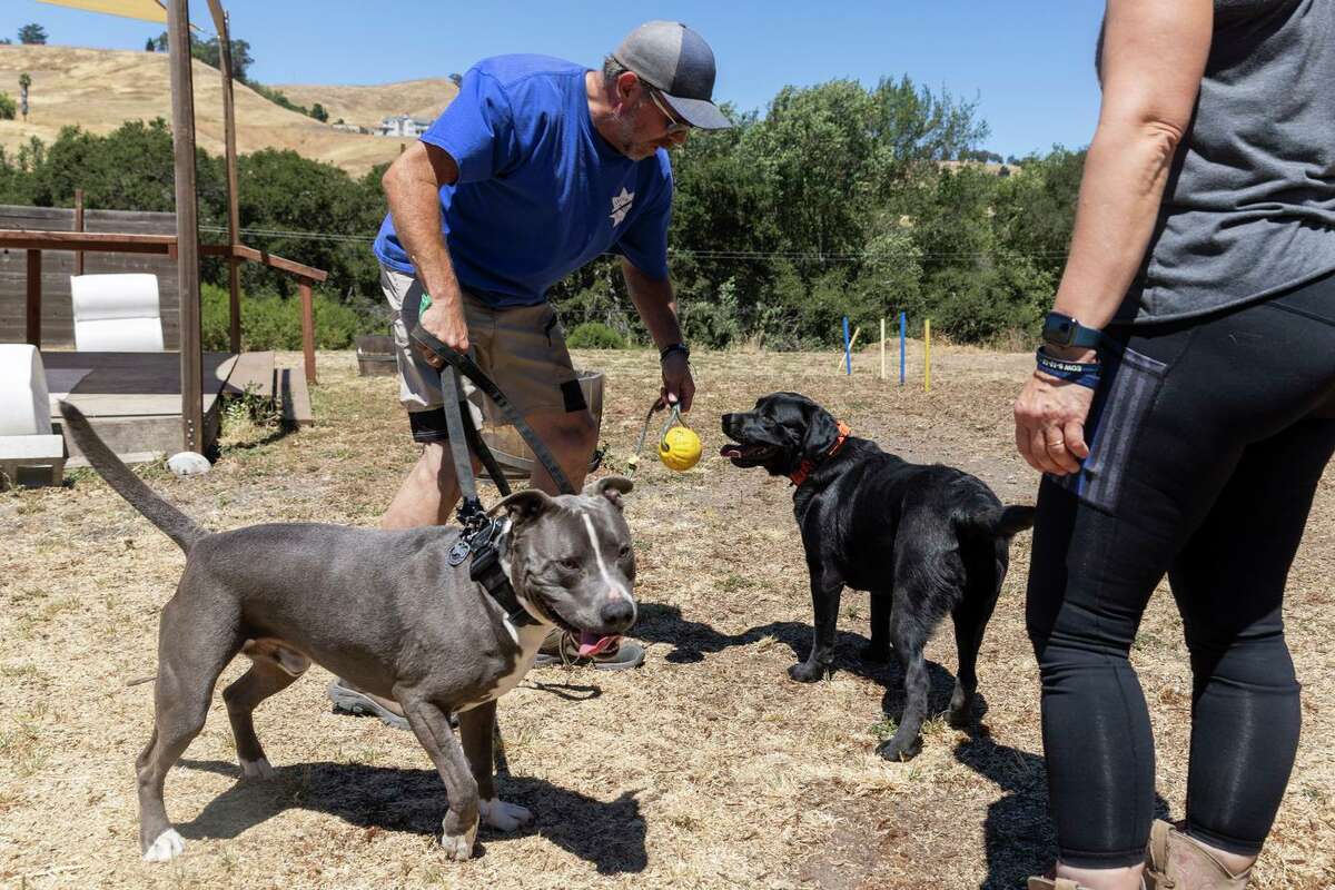 Denis and Kelley O’Sullivan play with their dogs, Raven and Nero, in the front yard at their home in the Contra Costa County community of Briones. The O’Sullivans earn extra income on Sniffspot, an app that turns backyards into private dog parks.
