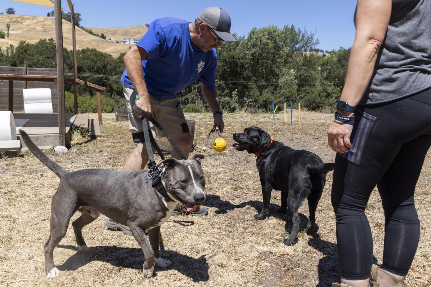 Right-wing myth: Meth-laced poop afflicts San Francisco dogs - Los Angeles  Times