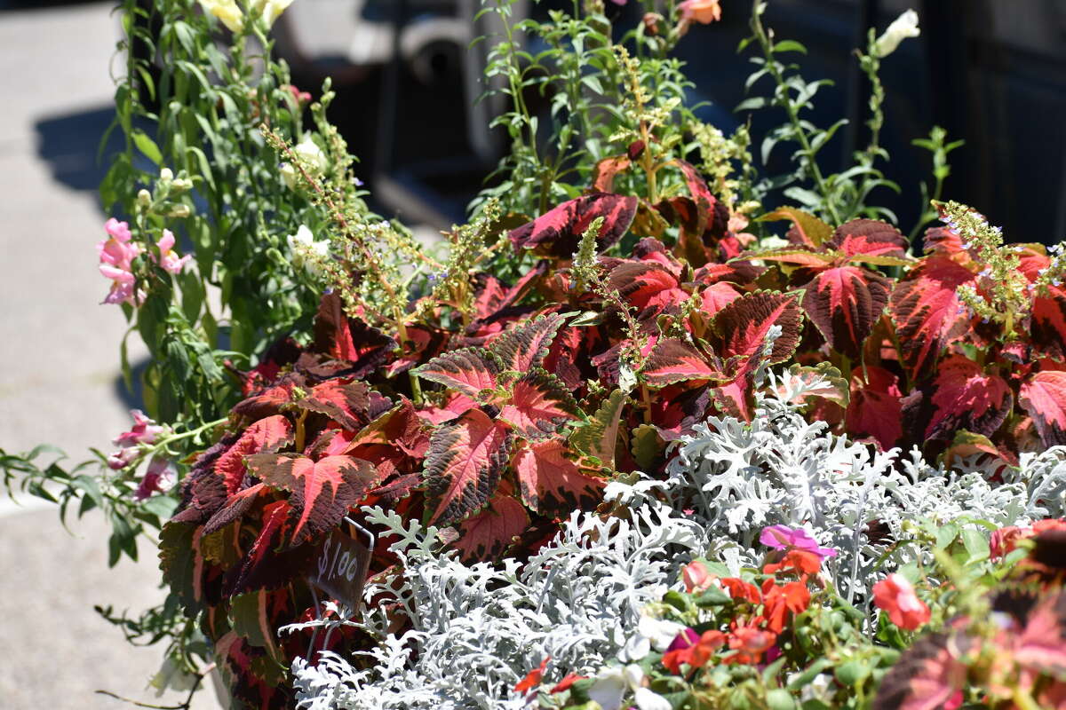 Hayes Farms sells a multitude of Perennials during the summer months.