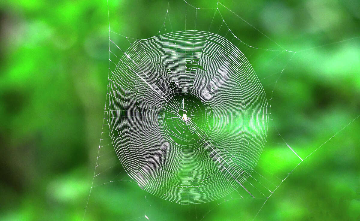 An intricate spider's web sits in wait of prey.