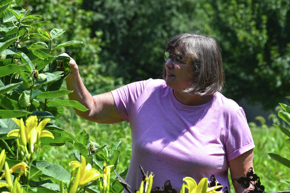 Mary Coultas examines her milkweed patch, which serves as food for monarch butterfly caterpillars.