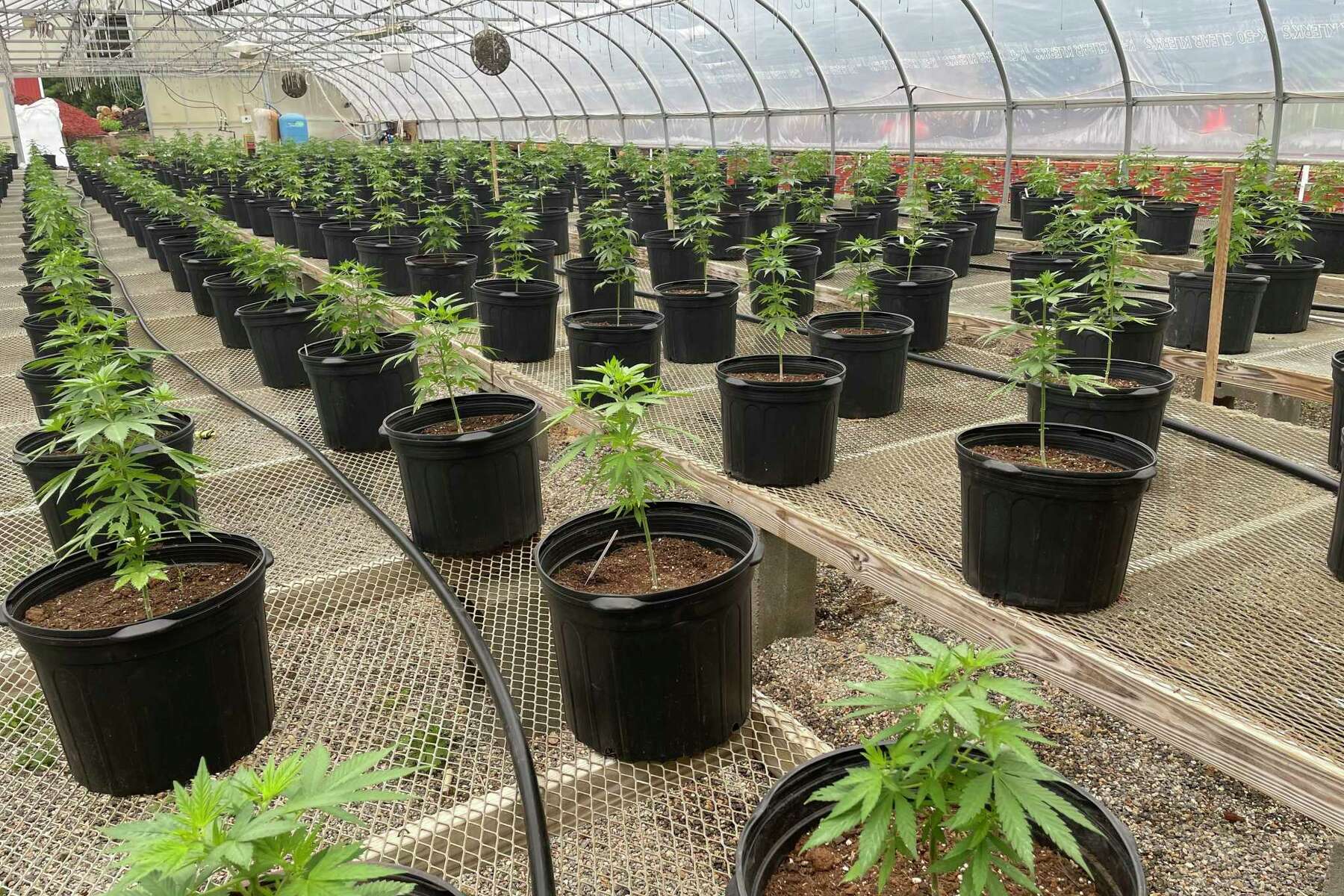 Lottery winners announced to grow, sell recreational cannabis
