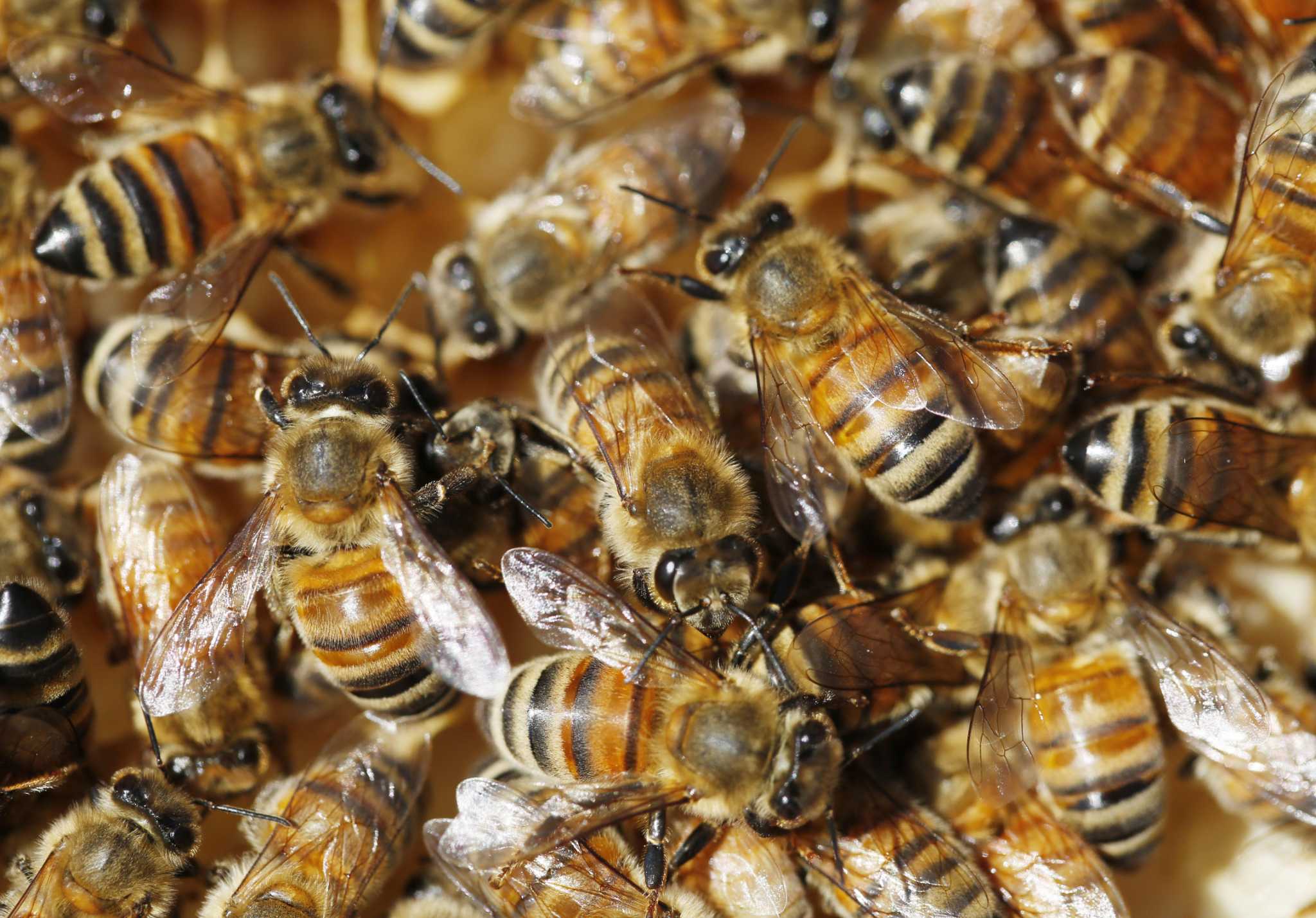 California poised to restrict bee-killing pesticides after years of delay - Vimarsana News