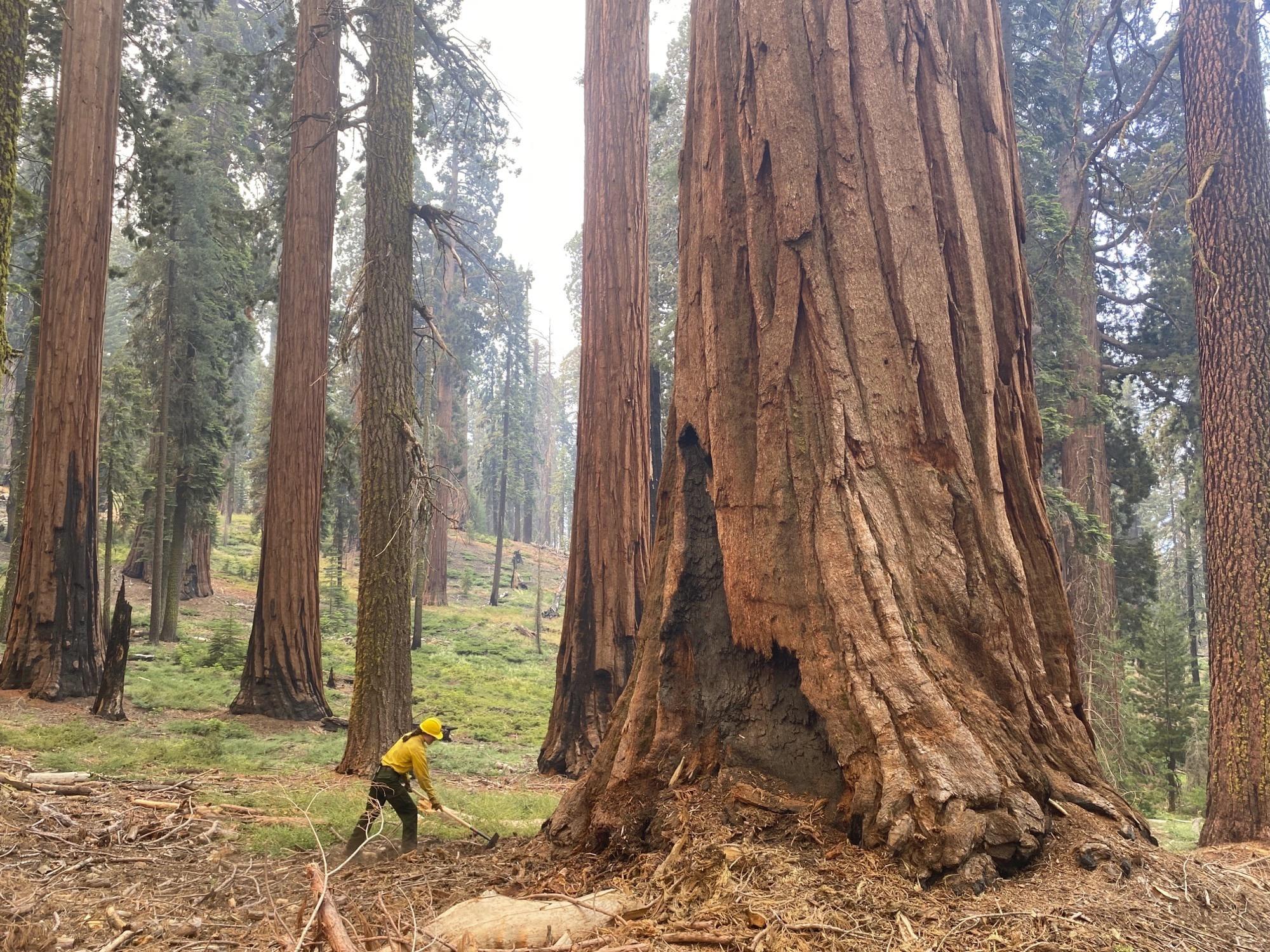 U.S. Forest Service sending money, crews to protect California's giant sequoias from wildfire - Vimarsana News