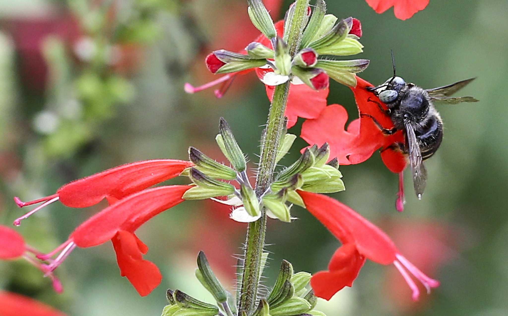 Matt Lanza discusses high pollen counts from Houston, early spring arrival