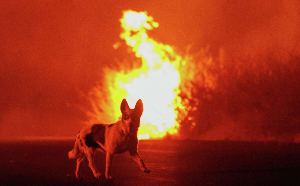 A dog runs across Triangle Road as the Oak Fire burns in unincorporated Mariposa County.
