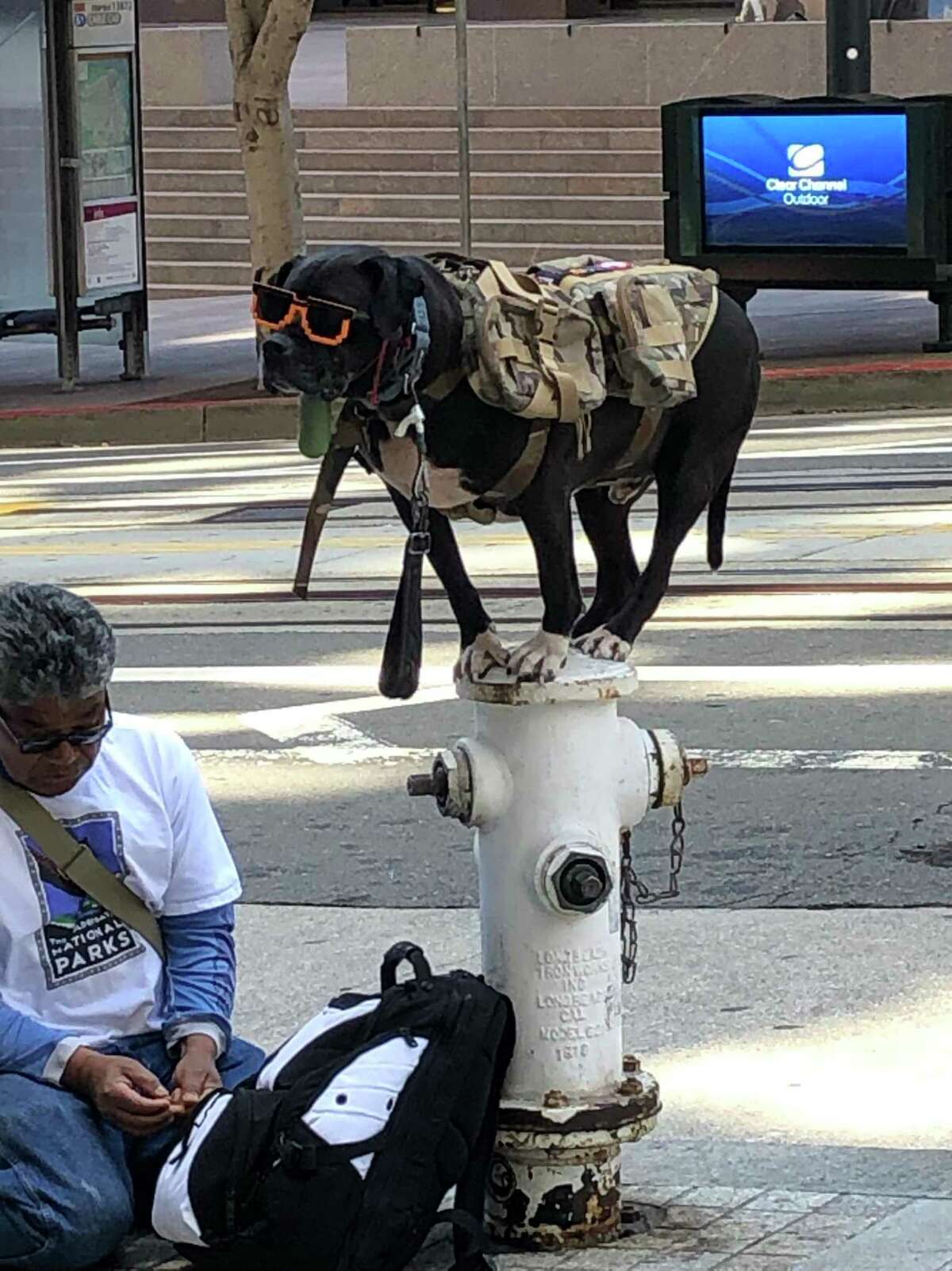A dog stands on a fire hydrant in the Financial District.