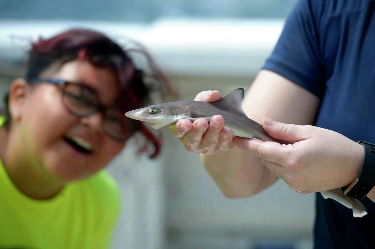Linny Rodriguez looks at a dogfish shark being held by educator Lauren Magliola during a summer science program aboard the Maritime Aquarium’s R/V Spirit of the Sound™. Thursday, July 14, 2022, Norwalk, Conn.
