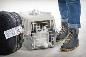 Airline passenger's cats sent to SFO without him