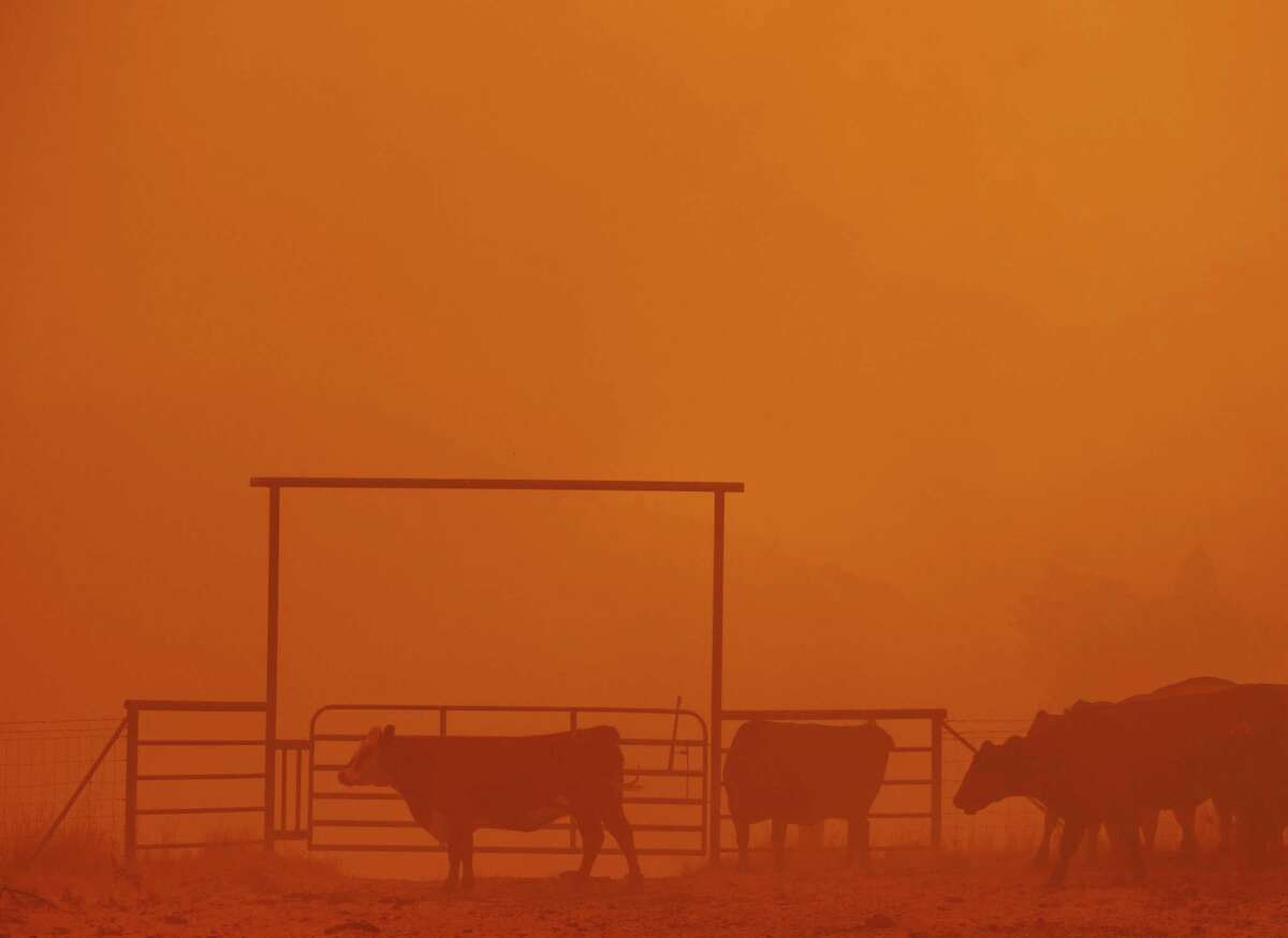 Orange haze fills the sky as cows graze in a pasture while the Oak Fire burns in unincorporated Mariposa County.