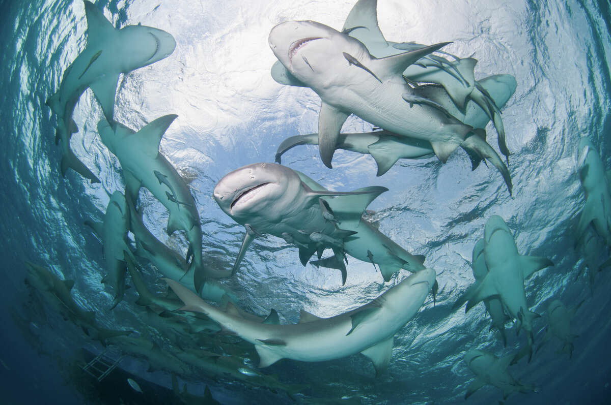 Lemon sharks swim in a circle near the surface in the Bahamas.