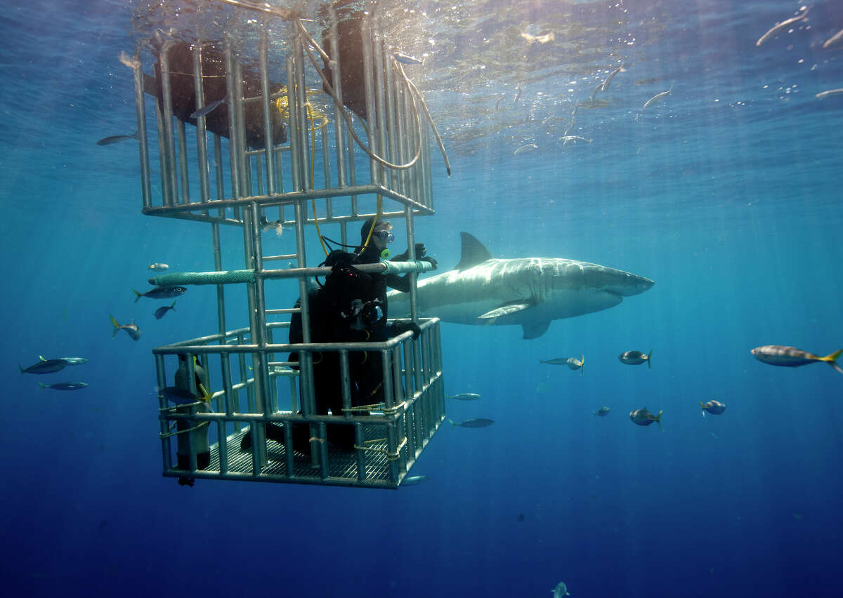 Great white shark (Carcharodon Carcharias), seen just below the surface near Guadalupe Island, Mexico.  Scuba enthusiasts endure 18 to 20 hours of steaming from coastal California ports to Guadalupe Island for the opportunity to see this endangered animal.  From the relative safety of a shark cage, strapped to the stern of a liveaboard dive boat, divers await the opportunity to see this magnificent animal.