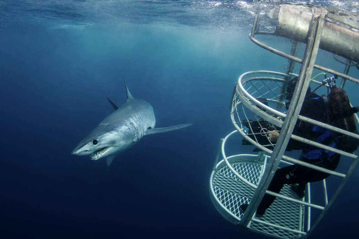 A mako shark swims close to a caged diver near Port Lincoln, Australia.