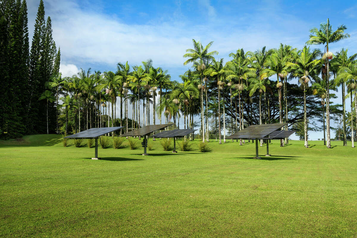 The property is dotted with royal palms.