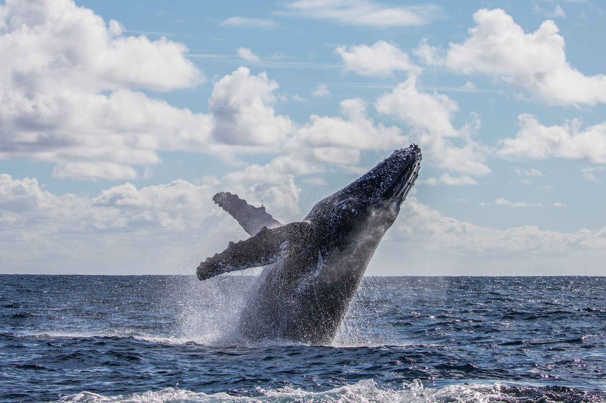 Humpback whale breaches and lands on nearby boat in Massachusetts ...