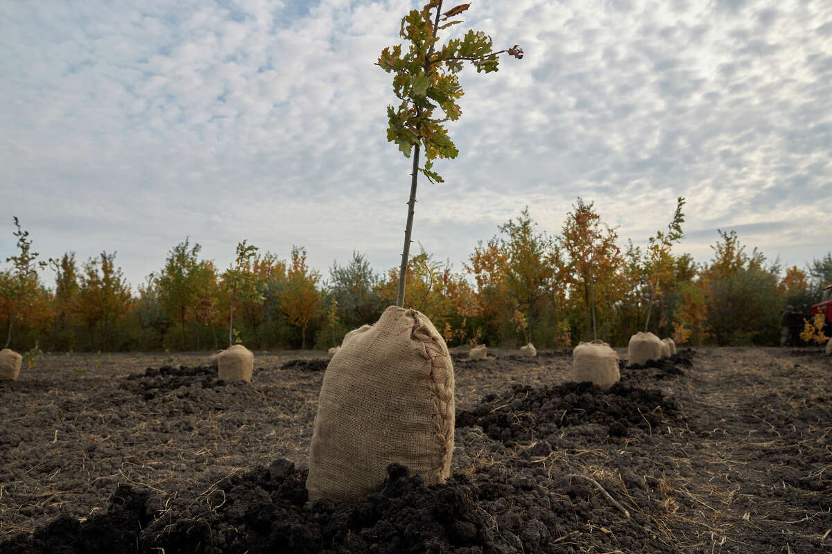 How to water young trees and keep them alive amid ongoing South Texas