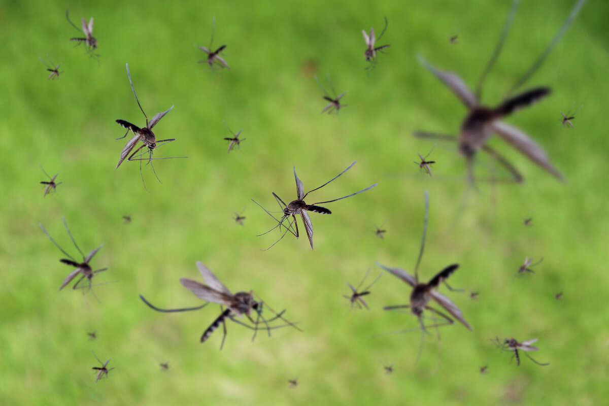 TikTok video captures thousands of mosquitoes swarming a Texas field